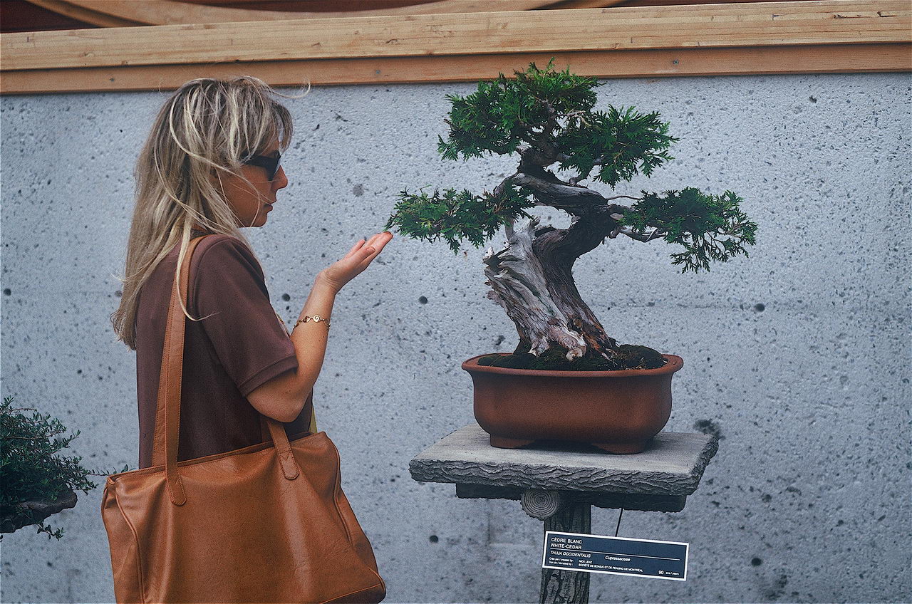 معرفی و راهنمای پرورش گیاهان زینتی - سدر سفید